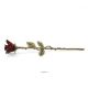Crimson Rose